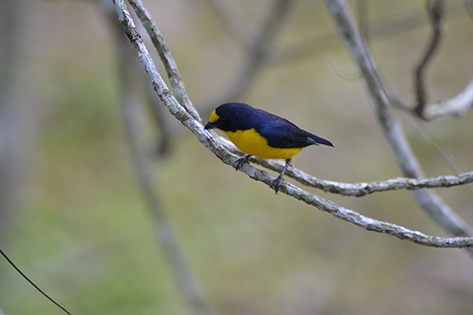 Birdwatching at Howler Monkey Resort. Yellow -Throated Euphonia